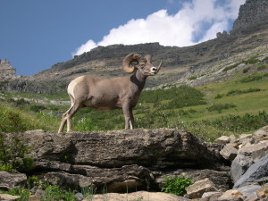 Montana Big Horn Sheep